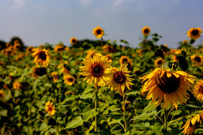 Close-up of sunflower on field against sky