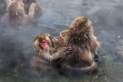 High angle view of japanese macaques in hot spring