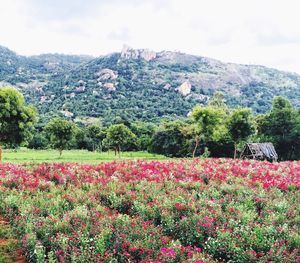 Flowers growing on field against sky