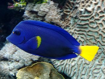 Close-up of fish underwater