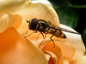 Close-up of insect