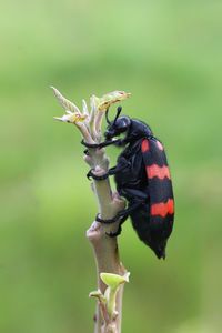 Close-up of butterfly on plant