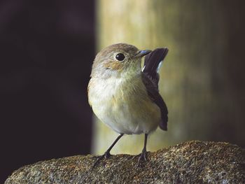 Close-up of bird perching outdoors