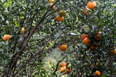 Low angle view of orange tree