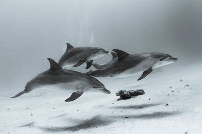 Fish swimming in sea