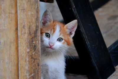 Close-up of cat