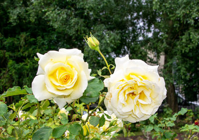 Close-up of white rose roses