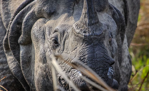 Close-up of great indian rhinoceros
