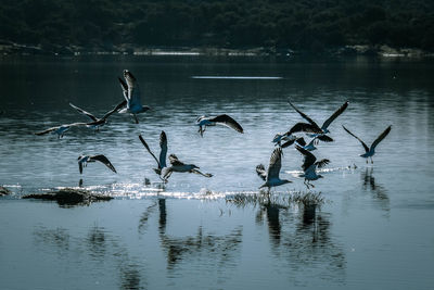 Birds flying over lake