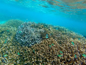 School of fish swimming in sea