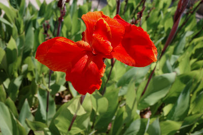 plant