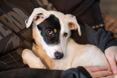 Portrait of dog relaxing at home
