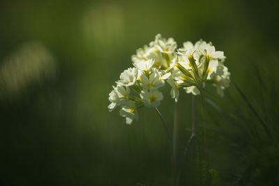 Close-up of white flowering plant