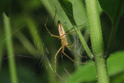 Close-up of spider on web