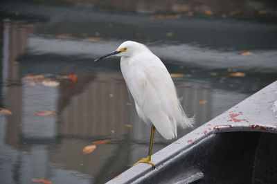 Seagull perching on a lake