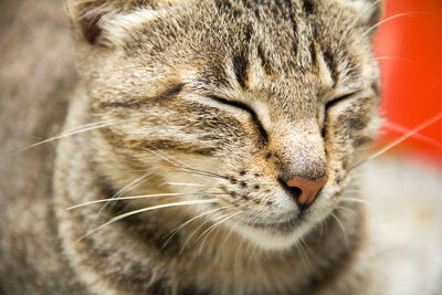 Close-up of a cat with eyes closed