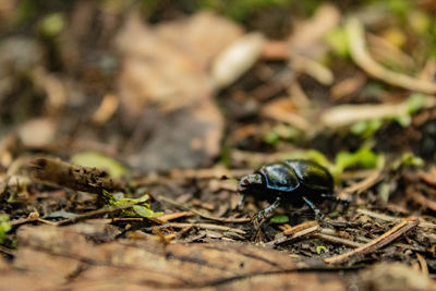 Close-up of insect on field