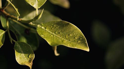 Close-up of wet plant leaves