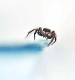 Close-up of spider