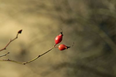 Close-up of cherries on tree