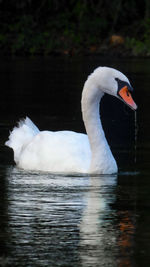 Swan swimming in lake