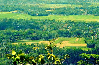 Scenic view of agricultural field