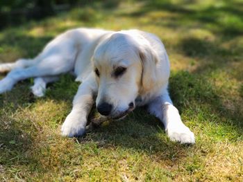 Dog relaxing on field
