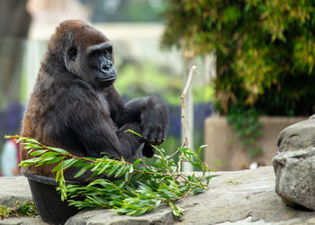 Close-up of monkey