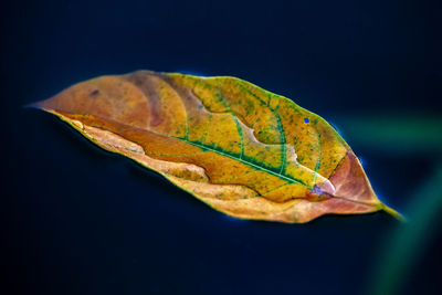 Close-up of dry leaf against black background