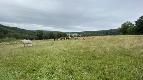 Sheep grazing in a field