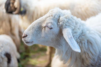 Close-up of sheep