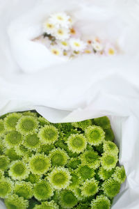 High angle view of fresh white flowering plant