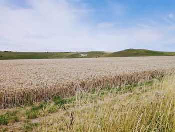 Scenic view of wheat field against sky