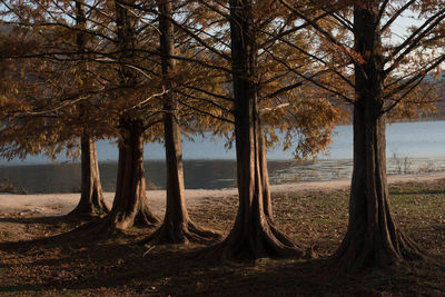 Scenic view of trees on field