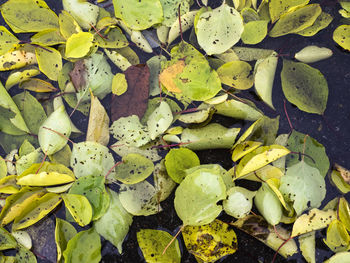 High angle view of fallen leaves in puddle on walkway during autumn