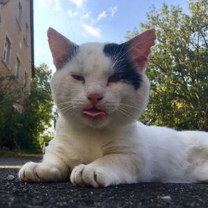 Close-up of a cat resting