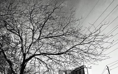 Low angle view of bare tree against sky