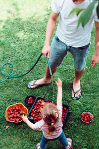 High angle view of father and girl washing strawberries in crate while standing on filed