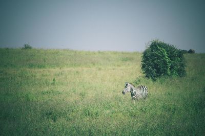 View of horse on field