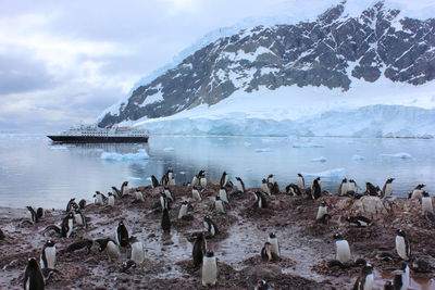 Penguins on sea shore against ship moving by snow covered mountain