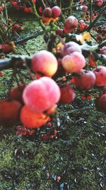 Close-up of fruits on tree