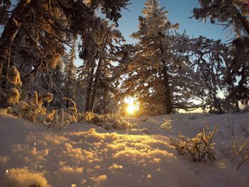 Trees on snow covered land against sky