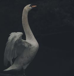 Close-up of swan