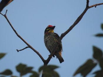 Low angle view of bird perching on branch against sky