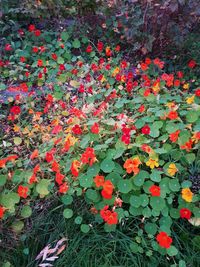 High angle view of red flowering plants