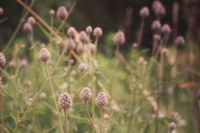 Close-up of flowering plants on field