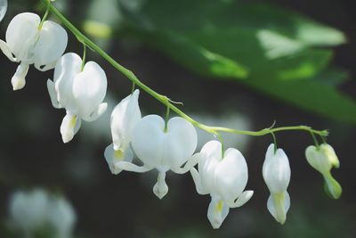 Close-up of white flowers on branch