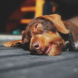 Close-up of dog resting