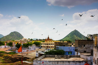 Birds flying above buildings in town