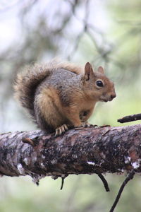 Squirrel on branch